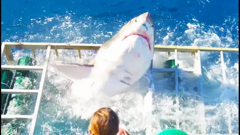 Watch: Terrifying Moment When A GREAT WHITE SHARK Breaks Into A Divers Cage