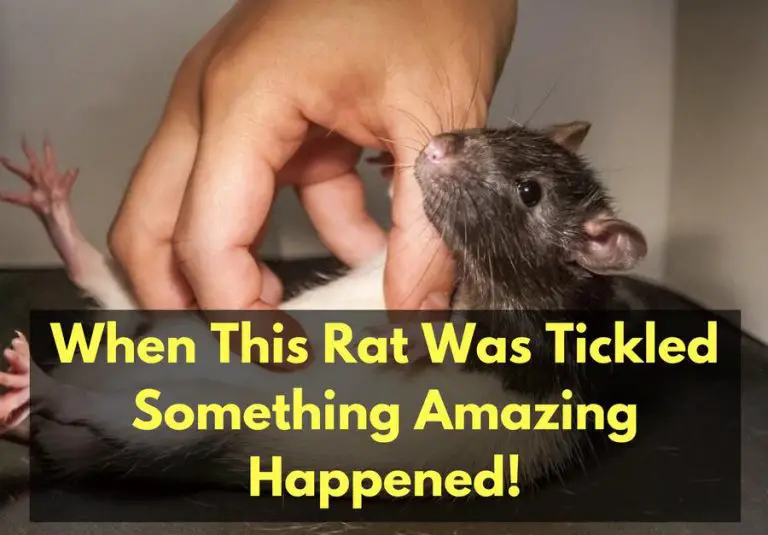 When This Rat Was Tickled, Something Amazing Happened! [Video]