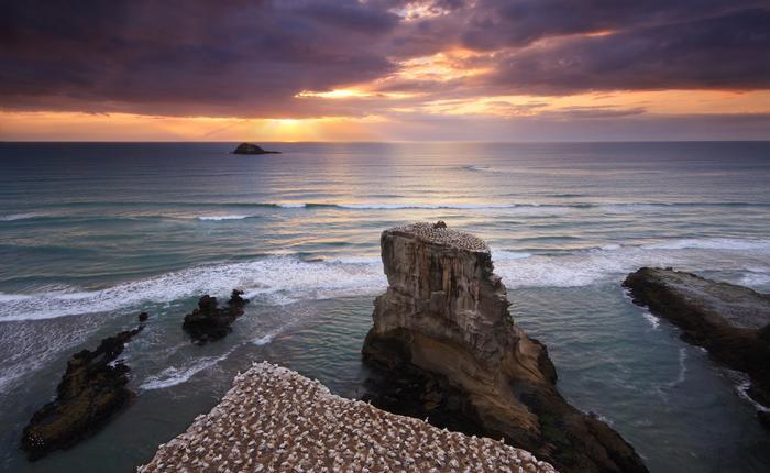 Muriwai Gannet Colony