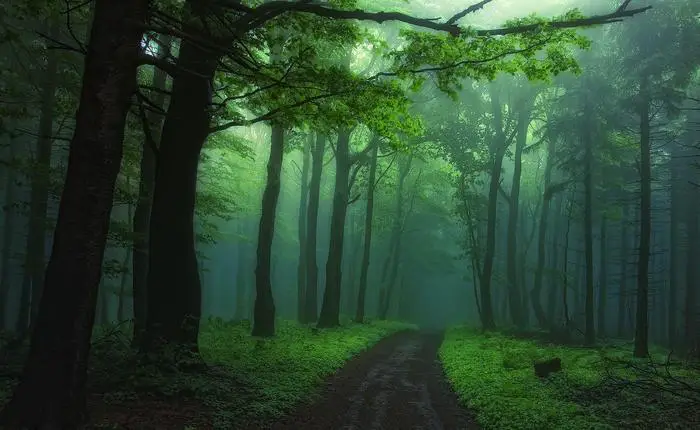 Path in foggy forest