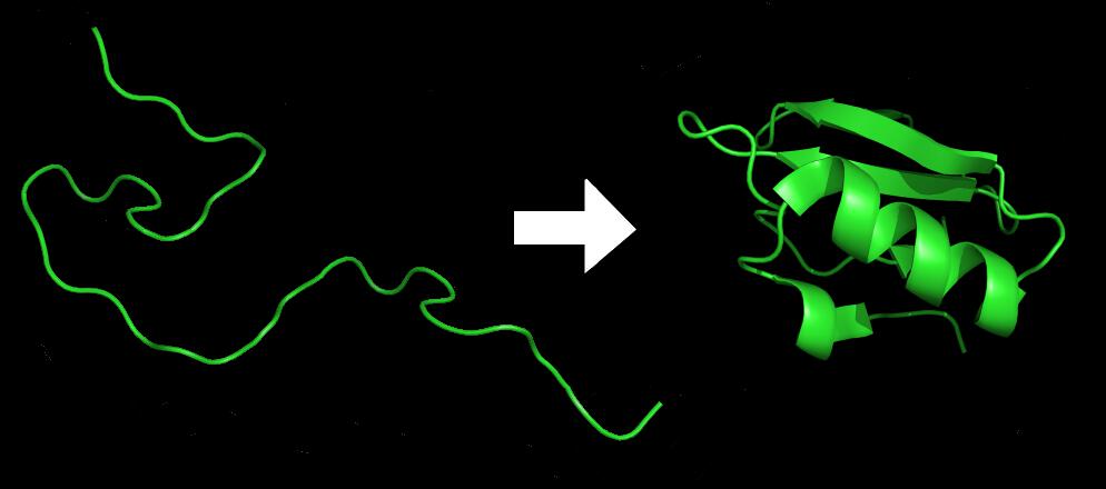 Protein folding